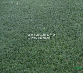 湖南郴州草皮苗木基地產品展廳花卉展示