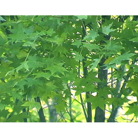 河北五角楓 光輝苗木供應基地的品質之選