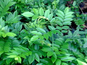 海南苗木產業 從黃花梨到花卉的全面供應