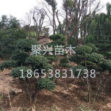 泰安市岱岳區聚興苗木專業合作社蔬菜供應產品介紹