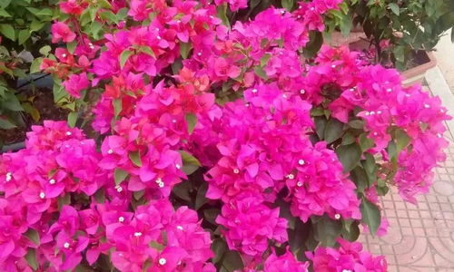 夏末秋初旺季來臨，下半年苗木行情呈這5大趨勢——聚焦瓜果種植