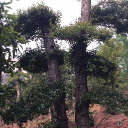 精品苗木展示與瓜果種植實踐