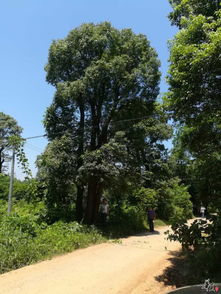 湖南園林精品苗木與蔬菜品種推薦