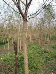 精品苗木花卉，四季常青的選擇