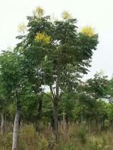 綠化苗木產(chǎn)品介紹及苗木圖片信息