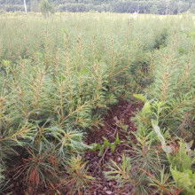 桓仁森淼苗圃的瓜果種植優(yōu)勢(shì)與供應(yīng)服務(wù)