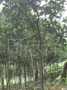 綠化苗木產(chǎn)品列表第239頁(yè) 瓜果種植指南