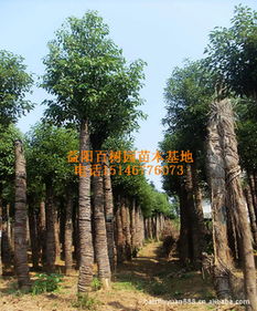 苗木基地批發(fā)供應(yīng)胸徑10-20公分移植截桿香樟指導(dǎo)價(jià)與廠商信息