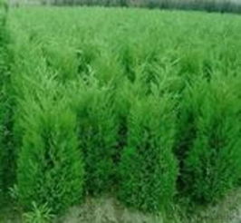 營(yíng)養(yǎng)缽黑松樹(shù)種苗 價(jià)格、廠家和圖片全解析