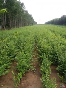 精品苗木大量供應 瓜果種植的全方位指南