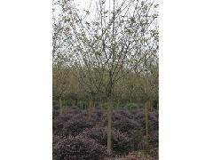 打造綠色未來 精品苗木與花卉，專賣綠化工程的專業之選