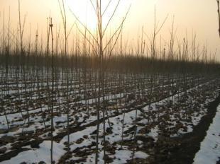 速生國槐小苗的培育與濟(jì)寧樂元苗木的供應(yīng)優(yōu)勢