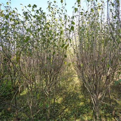 木槿綠化苗木基地直銷，優(yōu)質(zhì)1-8公分苗木一站式供應(yīng)