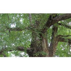 銀杏綠化苗 黃河苗木產(chǎn)業(yè)中的綠色瑰寶