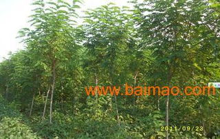 青州芊芊花卉苗木 一站式山東綠化苗木與優(yōu)質(zhì)植樹袋批發(fā)供應(yīng)