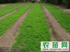 樟子松與油松市場指南 農(nóng)苗網(wǎng)一站式采購平臺