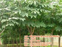 原生白蠟產(chǎn)品庫 一站式了解價(jià)格、圖片與廠家資源